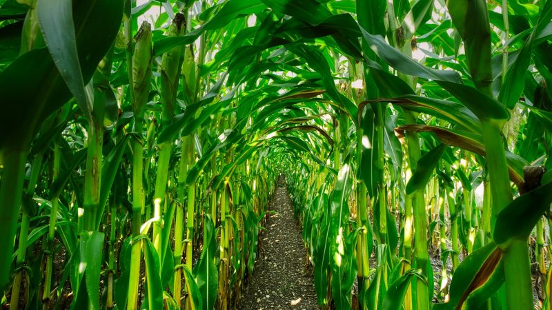 Uprawa kukurydzy – najważniejsze informacje